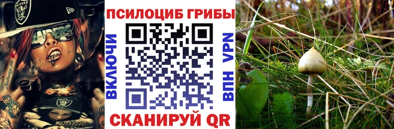 даркнет сайт  Люберцы  Галлюциногенные грибы Psilocybine cubensis 